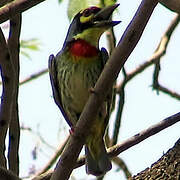 Coppersmith Barbet