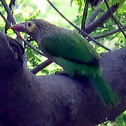 Brown-headed Barbet