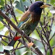 Great Barbet