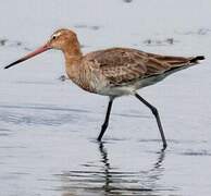 Black-tailed Godwit