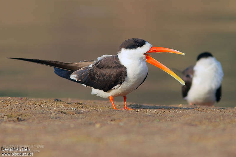 Indian Skimmeradult, identification