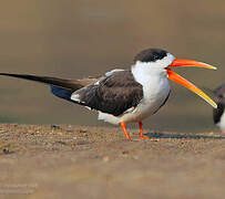 Indian Skimmer