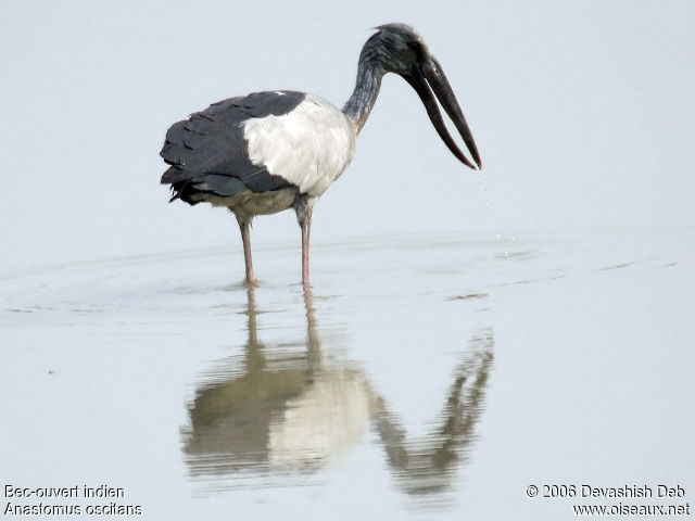 Asian Openbill