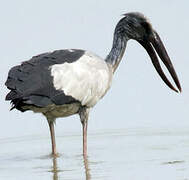 Asian Openbill