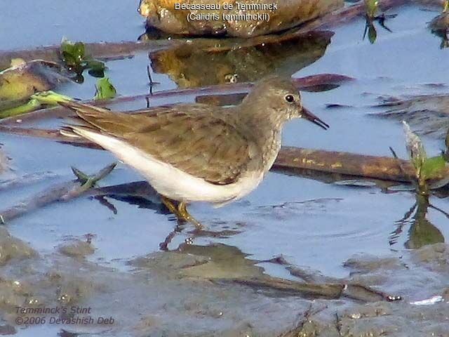 Temminck's Stint