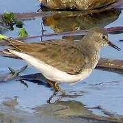 Temminck's Stint