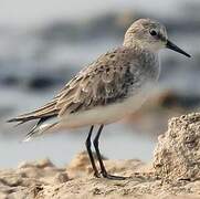 Little Stint