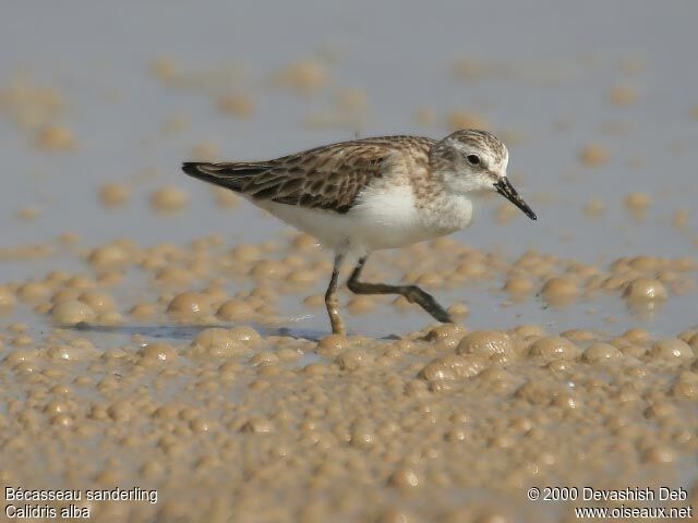 Bécasseau sanderling