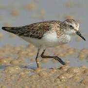 Bécasseau sanderling