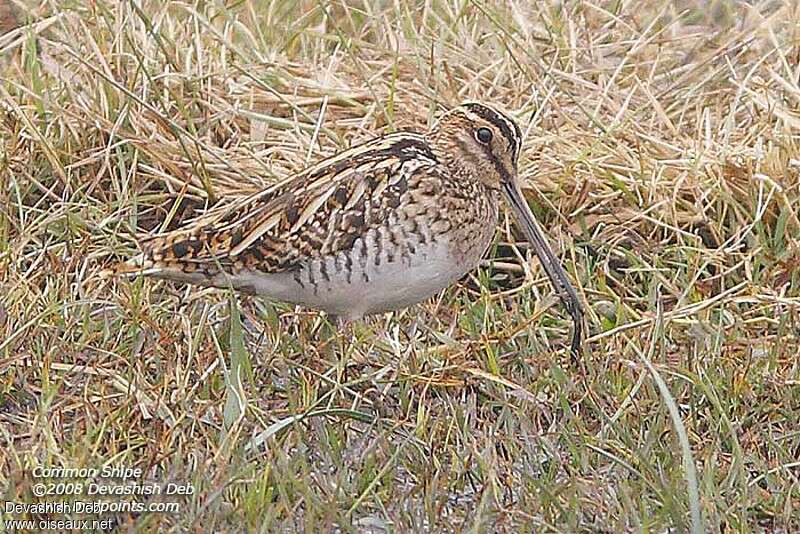 Common Snipeadult, feeding habits