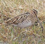 Common Snipe