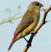 Red Avadavat