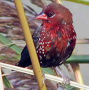 Red Avadavat