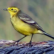 Citrine Wagtail