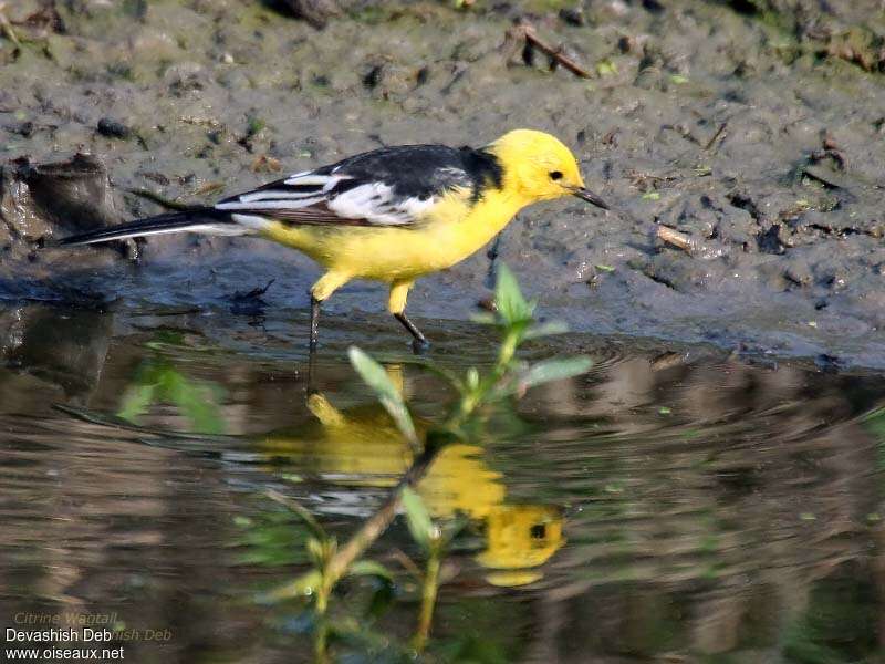 Citrine Wagtail male adult breeding, identification