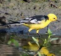 Citrine Wagtail