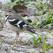 Forest Wagtail