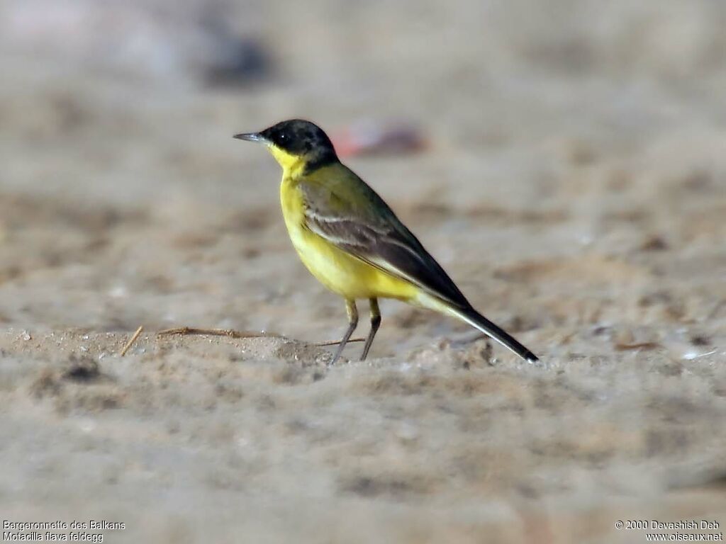 Western Yellow Wagtail (feldegg)adult post breeding