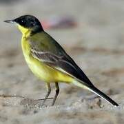 Western Yellow Wagtail (feldegg)