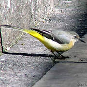 Grey Wagtail