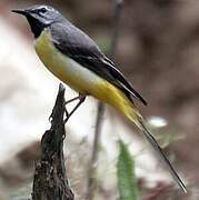 Grey Wagtail