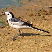 White Wagtail