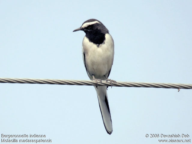 White-browed Wagtailadult