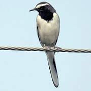 White-browed Wagtail