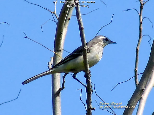 Western Yellow Wagtail