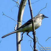 Western Yellow Wagtail