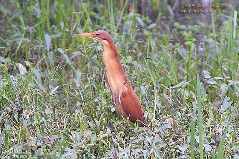 Cinnamon Bittern male adult breeding, identification