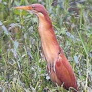 Cinnamon Bittern