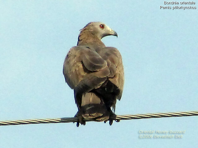 Crested Honey Buzzard