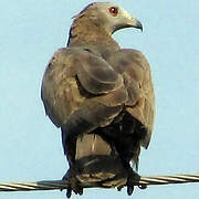 Crested Honey Buzzard