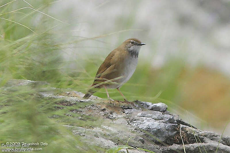 Spotted Bush Warbler male adult, identification