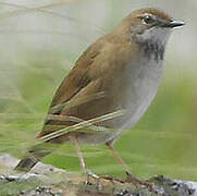 Spotted Bush Warbler