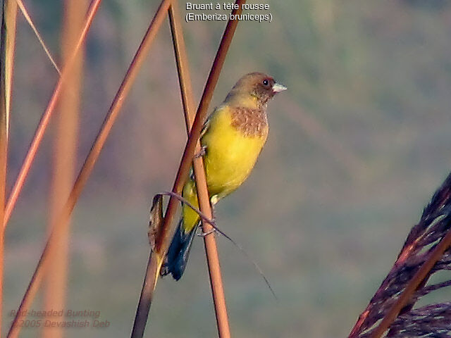 Red-headed Bunting