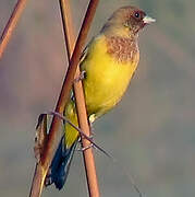 Red-headed Bunting