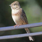 White-capped Bunting