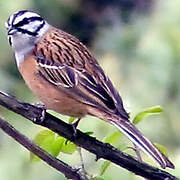 Rock Bunting