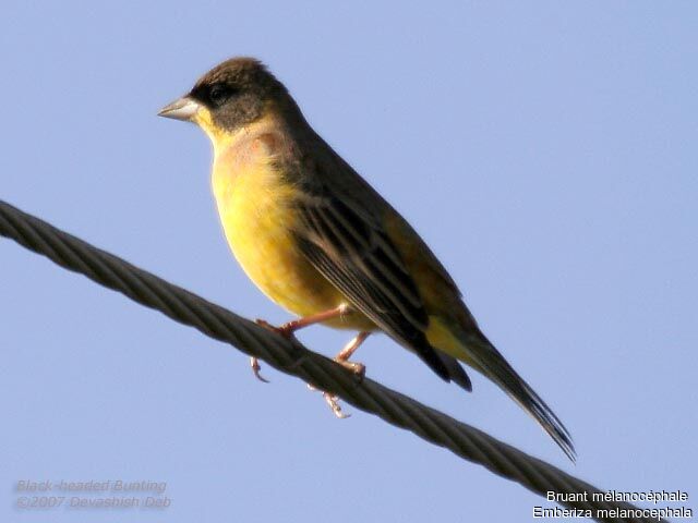 Black-headed Buntingadult post breeding