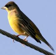 Black-headed Bunting