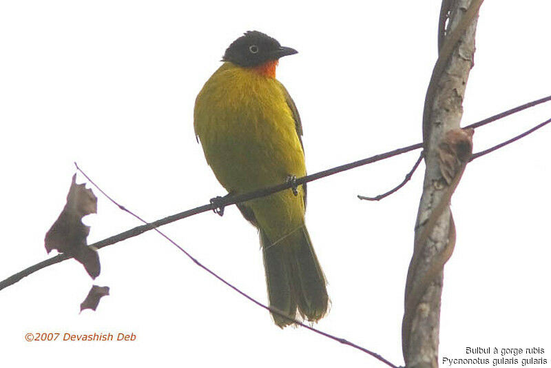 Bulbul à gorge rubisadulte