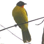 Flame-throated Bulbul