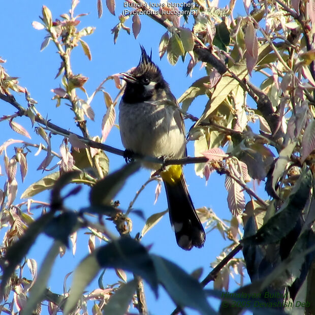 Himalayan Bulbul