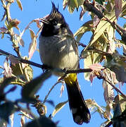 Bulbul à joues blanches