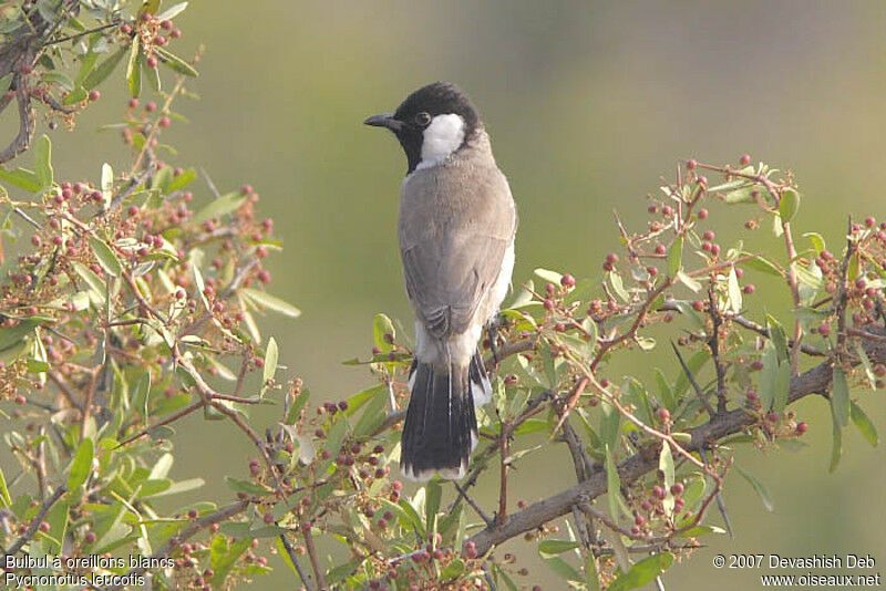 Bulbul à oreillons blancsadulte