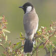 Bulbul à oreillons blancs