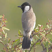 Bulbul à oreillons blancs