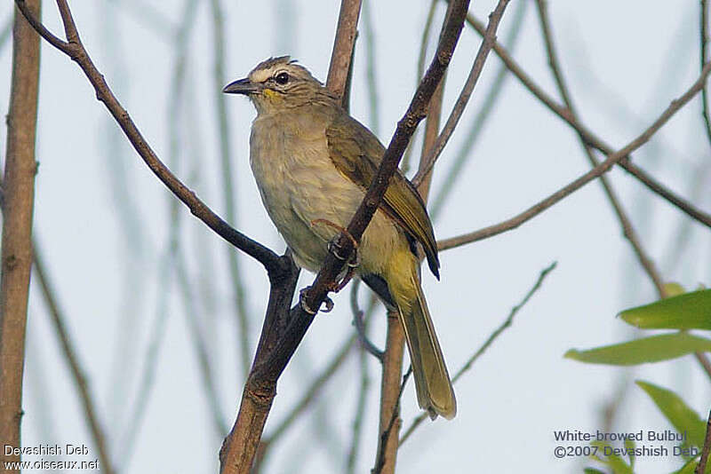 Bulbul à sourcils blancsadulte, identification